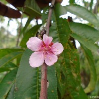 <i>Prunus persica</i>  (L.) Batsch